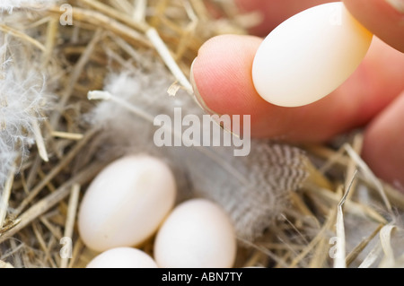 Person Holding Tree Swallow Egg Stock Photo