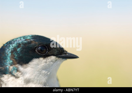 Close-up of Tree Swallow Stock Photo