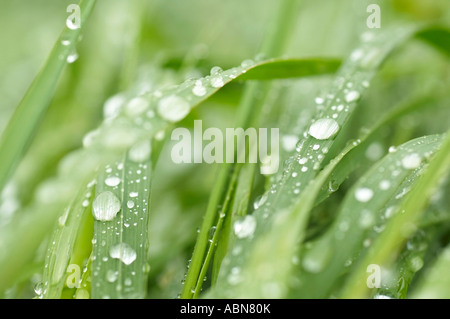 Rain on Grass Stock Photo