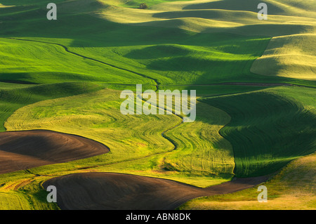 View From Steptoe Butte State Park, Palouse, Washington, USA Stock Photo