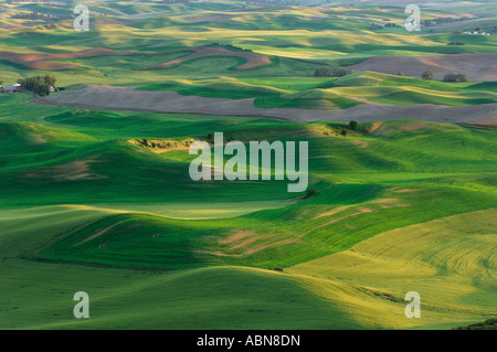 View From Steptoe Butte State Park, Palouse, Washington, USA Stock Photo