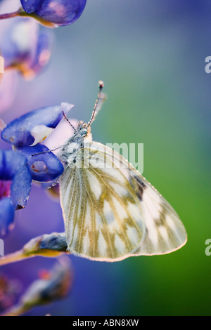 Skipper on Bluebonnet, Texas Hill Country, Texas, USA Stock Photo