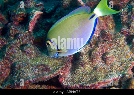 Sargoon Fish Ocean Surgeon (Acanthurus bahianus) - Marine Fish Stock Photo - Alamy