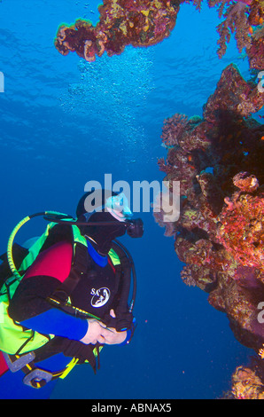 Scuba diver looking up at coral on reef Red Sea Stock Photo