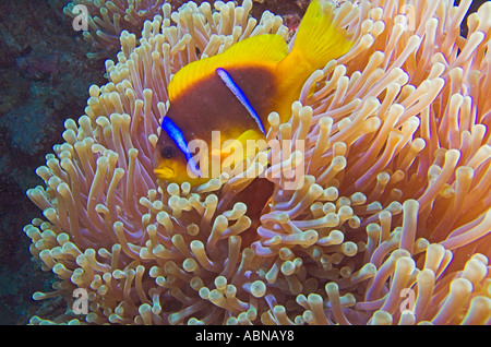 Twoband clown or anemone fish Amphiprion bicinctus in its host anemone [Samaday Marine Park] 'Red Sea' Egypt Stock Photo