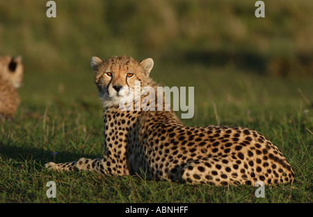 Cheetah lying on grass Masaii Mara Kenya Stock Photo
