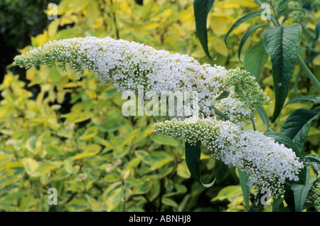 Buddleia davidii White Bouquet Stock Photo