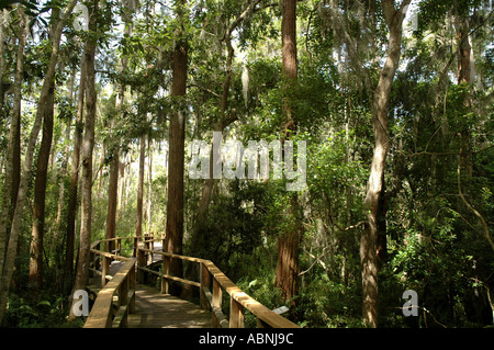 Tarpon Springs Florida Westin Innisbrook Resort Nature Trail through Cypress Swamp Stock Photo