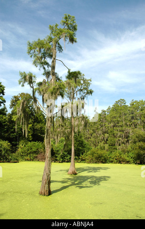 Tarpon Springs Florida Westin Innisbrook Resort Nature Trail through Cypress Swamp Duckweed in pond Stock Photo