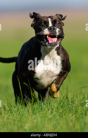 Dog Running Stock Photo