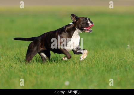 Dog Running Stock Photo