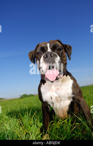 Portrait of Dog Stock Photo