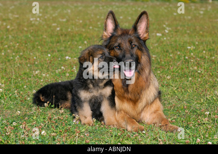 German Shepherd with Puppy Stock Photo