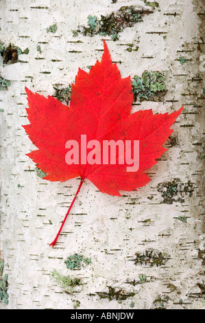 Red Maple Leaf, Algonquin Provincial Park, Ontario, Canada Stock Photo