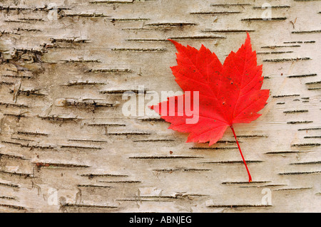 Red Maple Leaf, Algonquin Provincial Park, Ontario, Canada Stock Photo