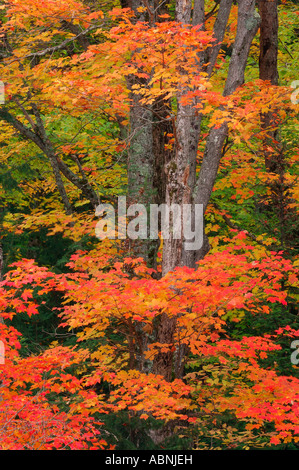 Maple Tree in Autumn, Algonquin Provincial Park, Ontario, Canada Stock Photo