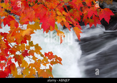 Maple Tree with Autumn Leaves by Waterfall, Algonquin Provincial Park, Ontario, Canada Stock Photo