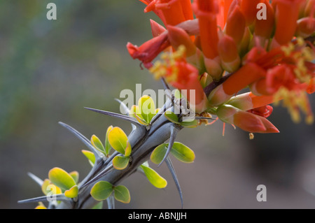 Flowering Ocotillo Cactus Stock Photo