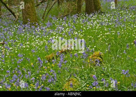 Stichwort and Bluebells, Dorset, UK. Europe Stock Photo