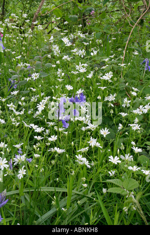 Stichwort and Bluebells, Dorset, UK. Europe Stock Photo