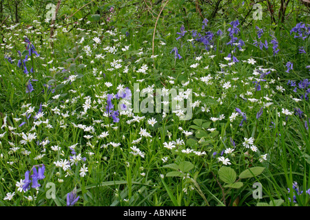 Stichwort and Bluebells, Dorset, UK. Europe Stock Photo