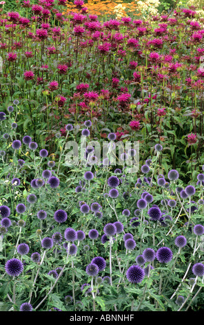Echinops 'Veitch's Blue' and Monarda 'Scorpion', globe thistle, bergamot, purple, blue colour combination, garden plants, flower Stock Photo