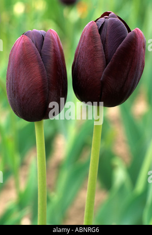 Tulipa 'Queen of the Night', tulips, black, deep purple, Division 5, dark, single late tulip Stock Photo