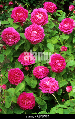Rosa 'Charles de Mills', red Gallica Rose roses rose Stock Photo