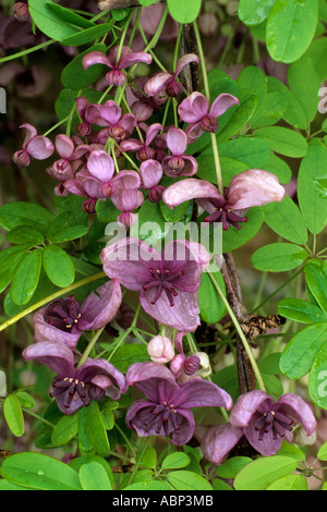 Akebia quinata, climbing plant, purple pink flowers akebias Stock Photo
