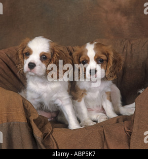 Cavalier King Charles Spaniel  Blenheim (chestnut and white) and puppies Stock Photo