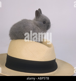 Young Rabbit and Panama Hat Stock Photo