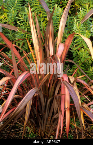 Phormium 'Maori Sunrise', New Zealand flax, striped red and bronze leaf, foliage plant phormiums Stock Photo