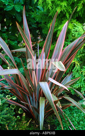 Phormium 'Sundowner', New Zealand flax, striped pink and bronze leaf, foliage plant, phormiums, garden plant plants Stock Photo