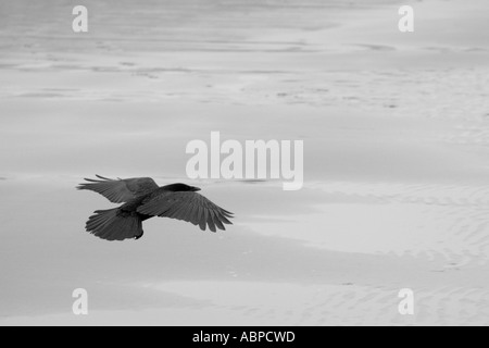 Crow coasting to land on a beach Stock Photo