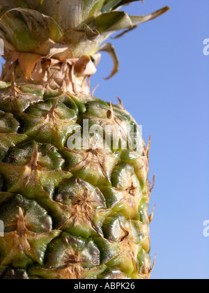 Whole pineapple fruit against a blue background Stock Photo