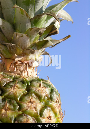 Whole pineapple against a blue background Stock Photo