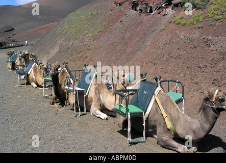 Camel Train resting in Timanfaya National Park Lanzarote Stock Photo