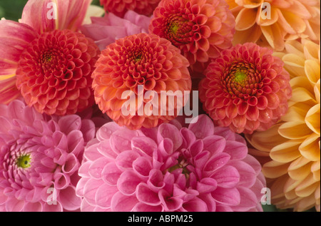 Dahlias. Pattern from assorted flower heads Stock Photo