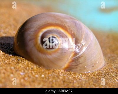 Three spiral sea Shells on a sandy beach Stock Photo - Alamy