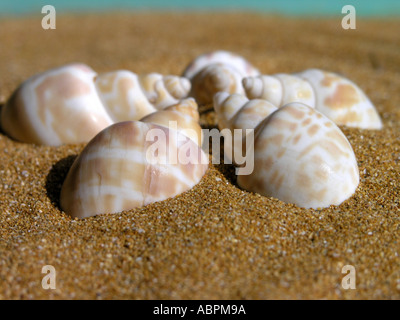 Three spiral sea Shells on a sandy beach Stock Photo - Alamy