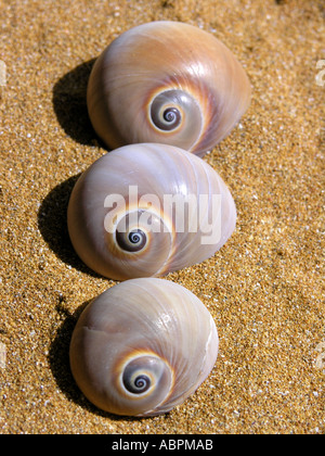 three spiral sea shells on a sandy beach in a row Stock Photo