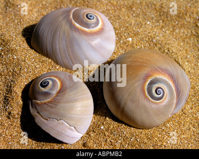 three spiral sea shells on a beach Stock Photo