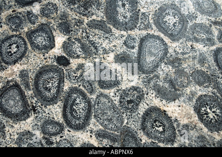 Orbicular granite Stock Photo