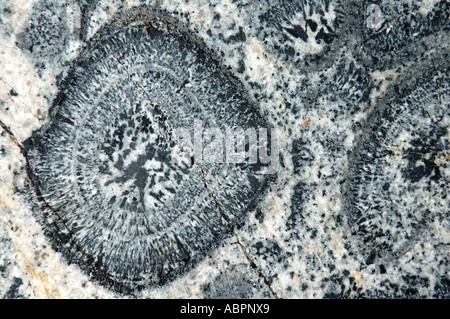 Detail of the crystalline structure of one of the rounded orbs in a slab of orbicular granite Stock Photo