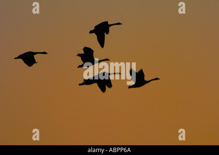 Canada geese Branta canadensis fly in formation over a Michigan wetland Stock Photo
