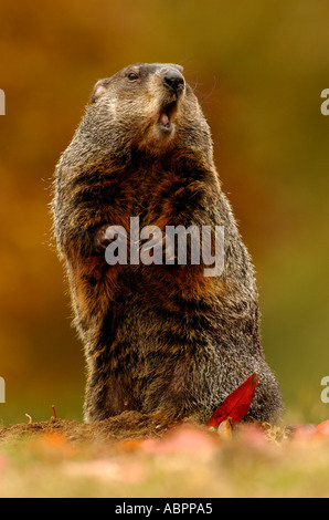 A woodchuck stands upright to check the surroundings with fall leaves, practicing a picture-perfect Punxsutawney Phil pose for Groundhog Day Stock Photo