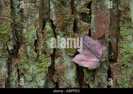 A maple leaf lodged in moss and lichen covered hickory bark found in a Hemlock Forest Stock Photo