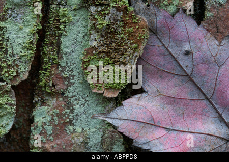 A maple leaf lodged in moss and lichen covered hickory bark found in a Hemlock forest Stock Photo