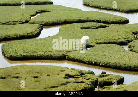 Tidal flats, creeks, estuary, North Country Cheviot sheep, Isle of South Harris, Outer Hebrides, Scotland, UK Stock Photo