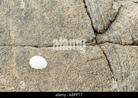 Banded gneiss metamorphic rock with limpet on the Isle of Harris, Outer Hebrides, Scotland, UK Stock Photo